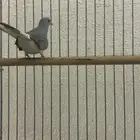 اليمام الماسي ( القمري )