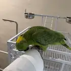 ببغاء كاسكو وامازوني للبيع