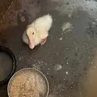 بطه صغيره