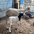 شاه حريه رباع للبيع
