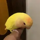 طير روز اللون اصفر ورأس برتغالي وعيون احمر