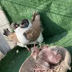 جوز كنق منتج معاه فرخ