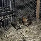 ديك ودجاجه حباحب