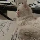 قطه للتبني