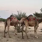 ابل سواحل لقح