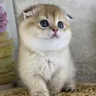 سكوتش فولد قطط قطه قطوه قطو كيتن بيور cat