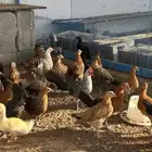 دجاج عمر 3 شهور تقريبا فيومي وعادي