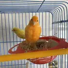 زوج كناري سوري منتج