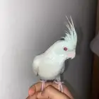 ببغاء الكروان