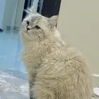 قط همالايا