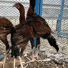 ديوك سندي صافيه