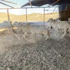حريات طيبه وكفو