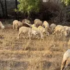 ذبايح سواكني