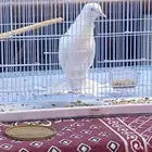 انثى نفاخ أبو مريان للبيع أو للبدل بفحل