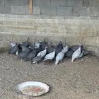 حمام لاحم كنق وحجل للبيع