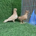 جوز انقليزي اصفر تم البيع