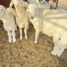 خرفان حريه بهم طليان جبره ومغلقه