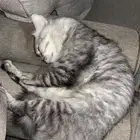 قطط شيرازي للتبني