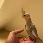 كروان اليف نهاية غر