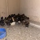 صوص دجاج