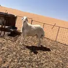 طلي جذع حري صنف مشروط