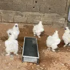 دجاج قطني