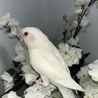 البينو اليف مع ملحقات