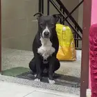 بيتبول