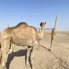 ناقه خواره للبيع