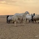 فحل حري شرط النسف