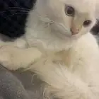 للتبني قطط بدون رسوم