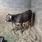 عجل سمين للبيع