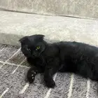 قطط سكوتش للبيع