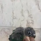 فروخ كنيور بلو شيك( عرض )