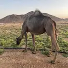 ناقه حايل خفوت سليمة من كل شيء