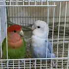 اعرض لكم روز منتج شرط