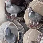 حمام
