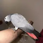 فرخ كاسكو كوقنو رقبه طويله لون ثلجي تم البيع