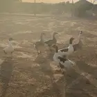 وز عراقي   بلدي