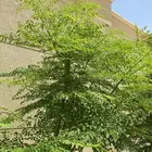 مورينقا اوراق المورينقا ناشفه ورطبه جديده