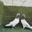 زوج نيل دومبا باكستاني