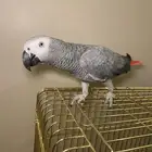 كاسكو ثلجي اليف ومتكلم