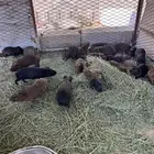 وبران بلدي