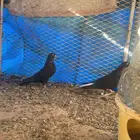 جوز قلابي معقد. اول انتاج له