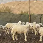 خرفان حريه
