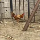 ديك باكستاني