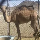 اعرض لكم ناقه خلفه تحتها بكره البكره عازلها عن امها مطوله