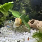 mystery snail حلزون مائي متوسط وكبير