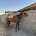 حصان سبوق