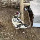ذكر بط مصري
